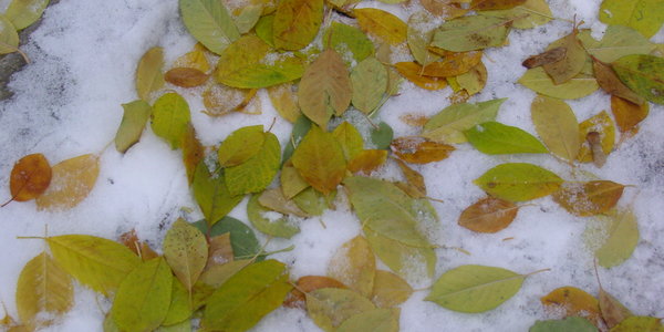 В некоторых районах Приморья идет снег