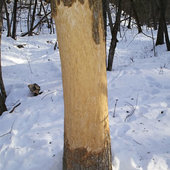 Зима 2008 в Лазовском заповеднике