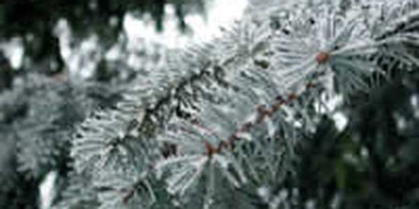 Во второй половине недели морозы в Приморье несколько ослабеют