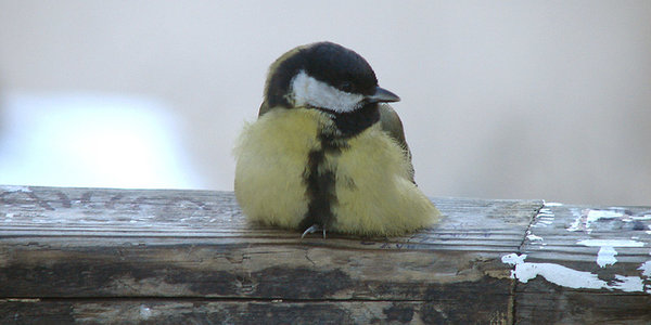 Уже в четверг в Приморье придут крещенские морозы