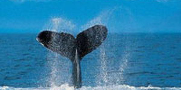 Сегодя в мире отмечают День Кита 