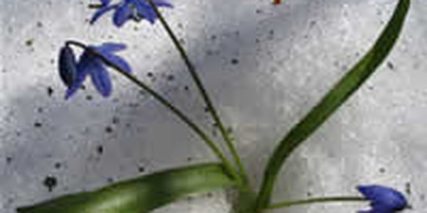 Медленно, но уверенно набирает темп весна