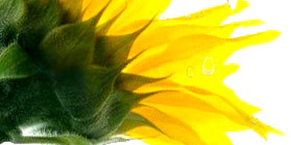 Завтра в Приморье установится теплая без осадков погода