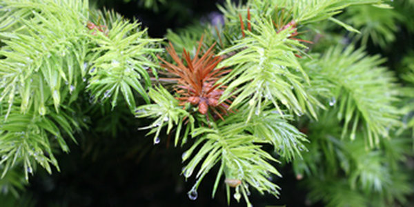 Сегодня во Владивостоке стало пасмурно и зелено! (ФОТО)