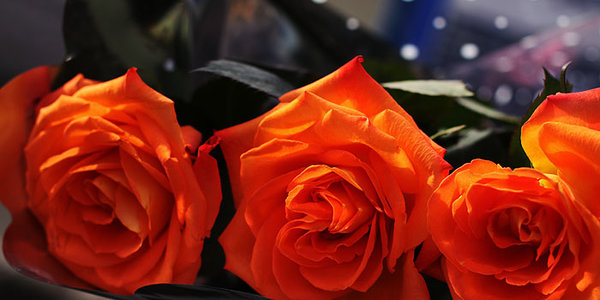 Весенняя оттепель в феврале (ФОТО)