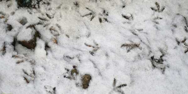 Следы ночного снега 
