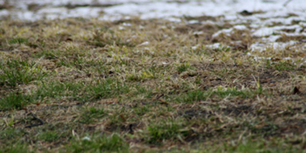 А снег все шел... 