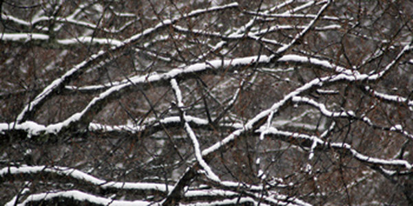 Зима еще не говорит нам: 