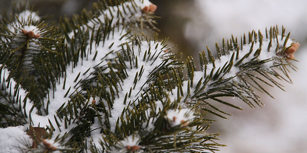 Снег - радость или напасть?