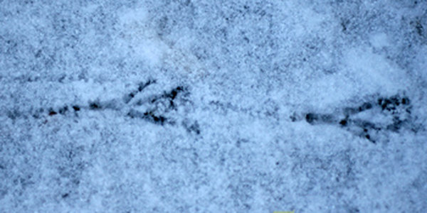 Внезапный утренний снег украсил город