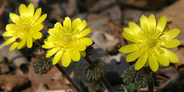 Цветы - Весны улыбки! 