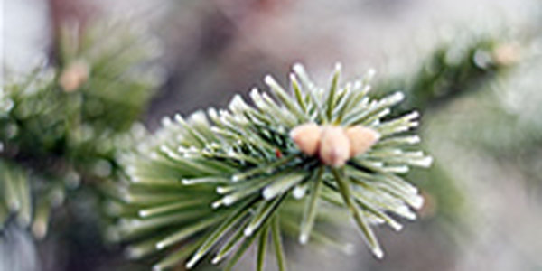 В Приморье похолодает