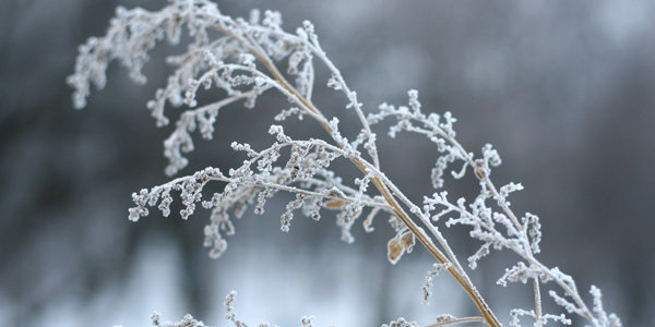 Январь рисует инеем 