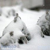 Снежное ассорти в подарок Владивостоку! 
