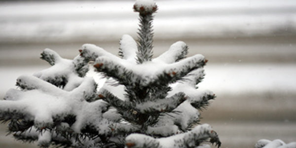 Снежное ассорти в подарок Владивостоку! 