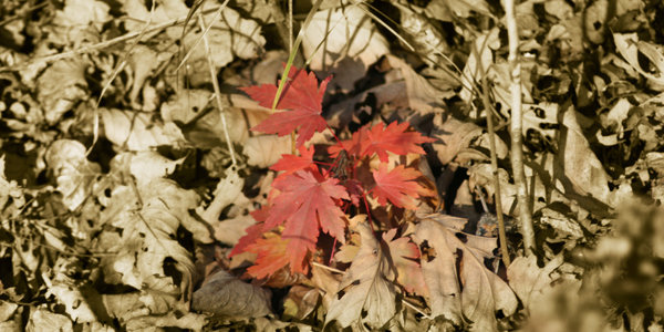 Такая разноцветная приморская осень... 