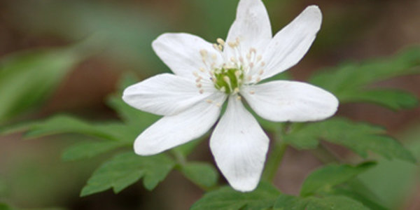 Весенний первоцвет