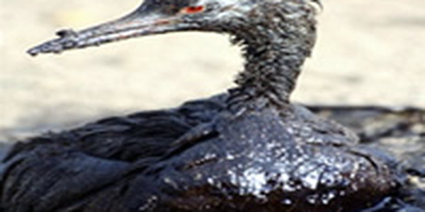 На Сахалине из-за разлива мазута гибнут птицы