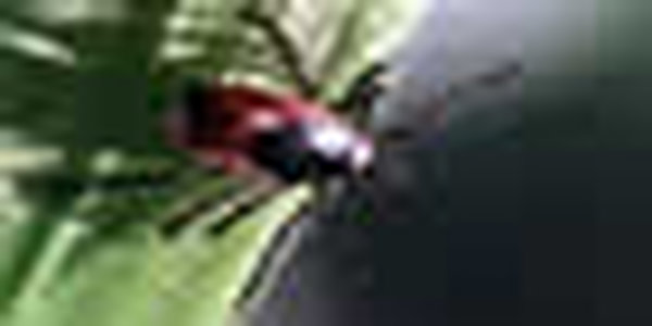 Приморцы, будьте осторожны при походе в лес!