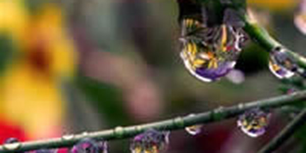 Прошедшая первая декада мая в Приморье выдалась влажной 