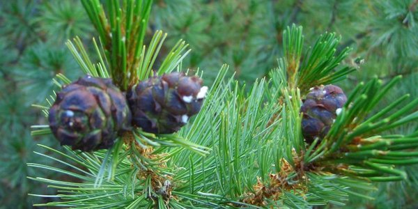 Завтра Примпогода.ру посадит свой кедр!