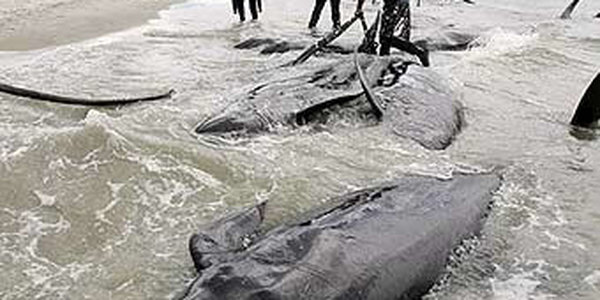 Десятки китов погибли у берегов Сенегала