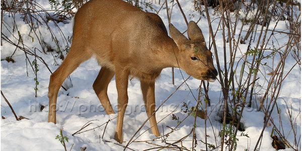 Северные районы Приморья стали зоной бедствия для животных