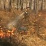 В Читинской области горит лес