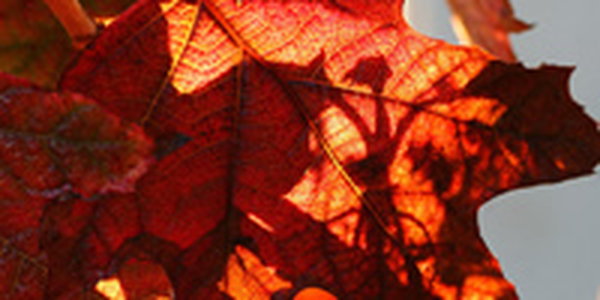 В выходные дни произошел всплеск тепла