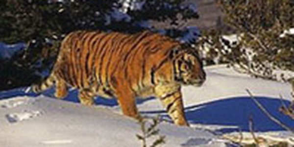 На трассе Раздольное-Хасан в Приморье найден раненый тигр