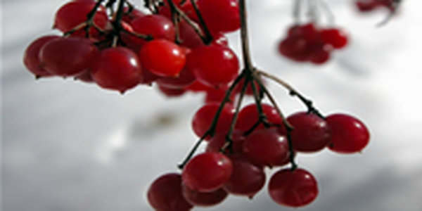 Долгожданная весна приходит в Приморье