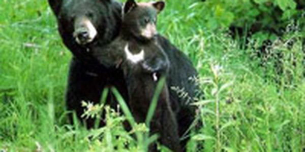 В Приморье гималайский медведь напал на лесника