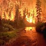 Локализован пожар площадью 500 га в сосновом лесу Ростовской области