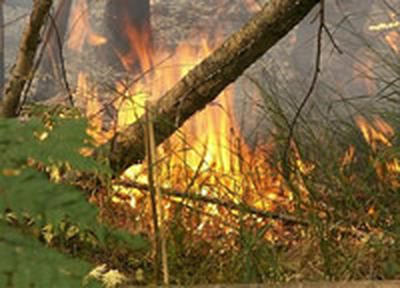 В Приморских лесах бушуют пожары