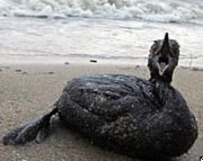 Всемирный Фонд дикой природы больше не ведет работы по реабилитации птиц, пострадавших в Керчинском проливе