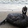 Всемирный Фонд дикой природы больше не ведет работы по реабилитации птиц, пострадавших в Керчинском проливе