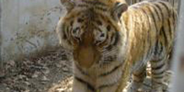 WWF выделил деньги на лечение амурского тигра