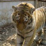 WWF выделил деньги на лечение амурского тигра