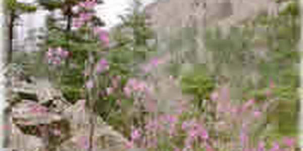 Весна в Приморье на месяц опережает календарь