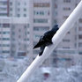 Зимними пейзажами можно полюбоваться уже в России