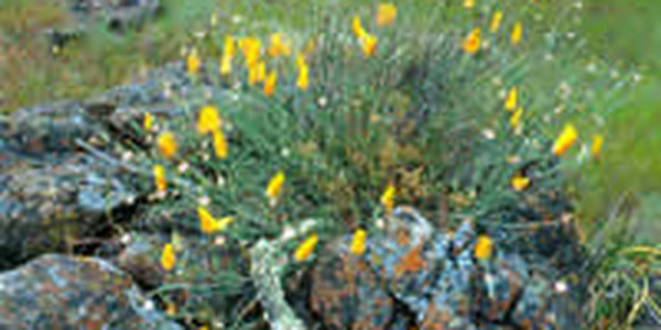 Первые апрельские выходные будут солнечными для большинства приморцев