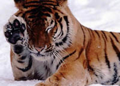 Тигр, отловленный на трасе Владивосток-Хабаровск, идет на поправку