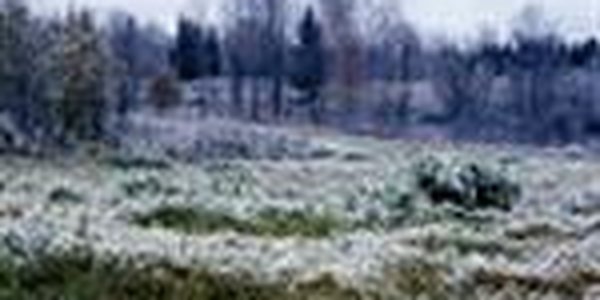 Снег чуть не погубил поля в Приморье