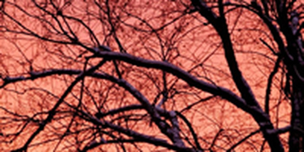 Середина декабря в Приморье выдалась теплой