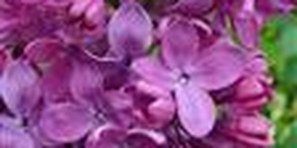 В Приморье холодно, в Крыму цветет сирень