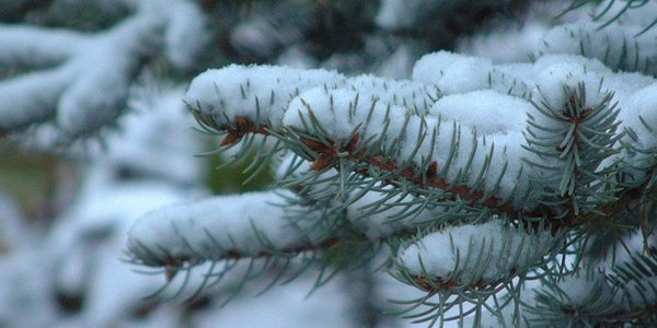 Сколько выпало снега в Приморье?