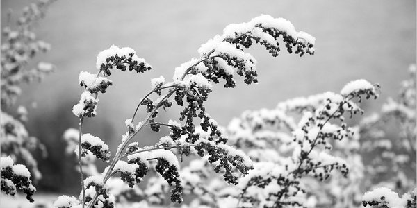 На неделе Приморье ожидают снег и морозы