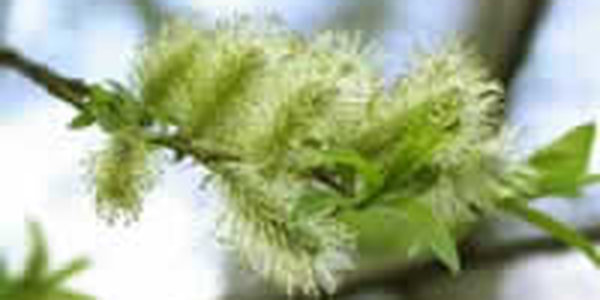 Текущая неделя будет намного теплее предыдущей