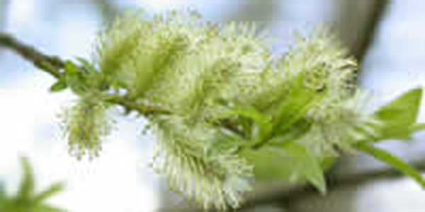 Теплый и сухой февраль передает эстафету весне