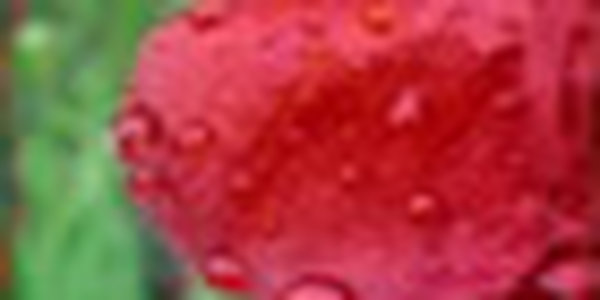 В предстоящие выходные в Приморье ожидается дождь!